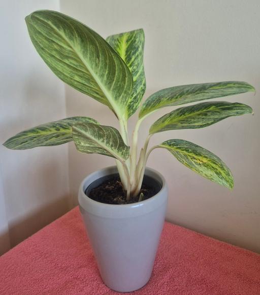  — Aglaonema 'Key Lime' Indoor Plant & Pot