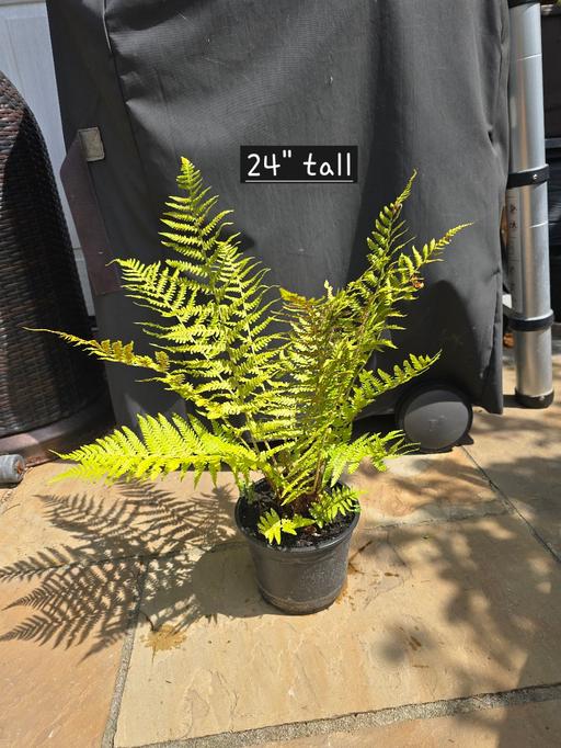  — Japanese Sheild Fern