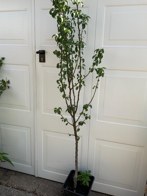  — Fruit Tree Conference Pear