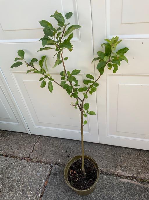  — Apple tree patio  Goldenspur