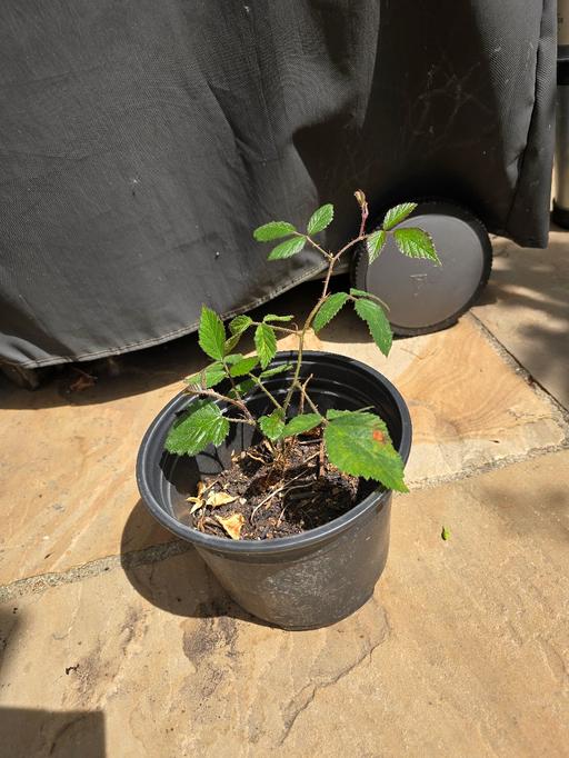  — Small blackberry plant ready to go in ground