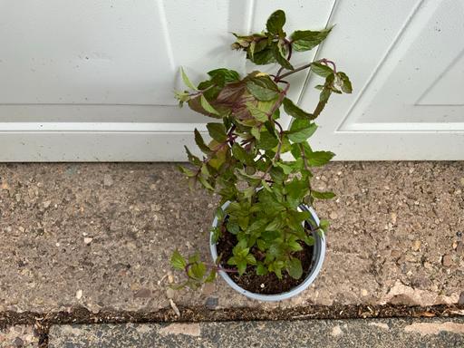  — Chocolate mint
