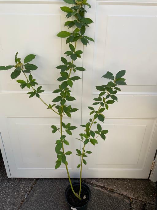  — Shrub Dogwood