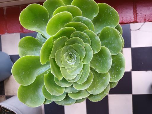  — HOUSE PLANT