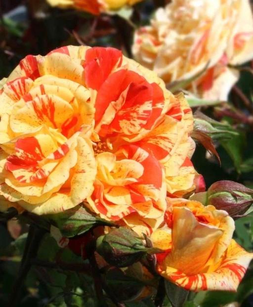  — Orange and lemon bush rose plant