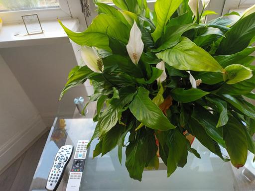  — HOUSE PLANT