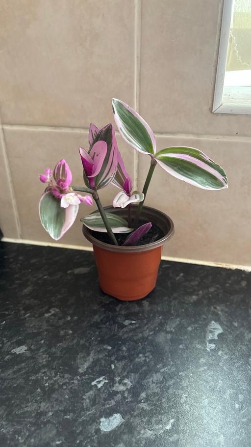  — Indoor plants