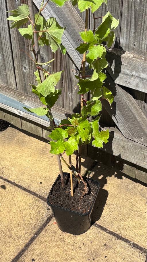  — Grape plants £7 each