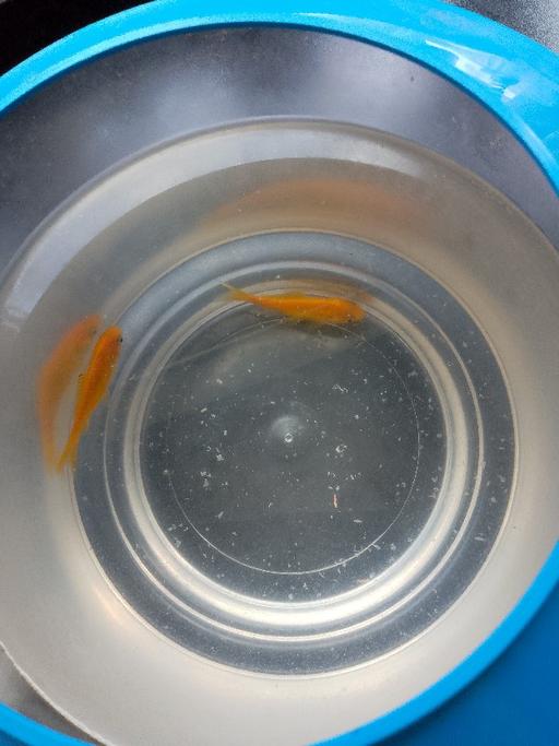  — 2x goldfish,bowl& food