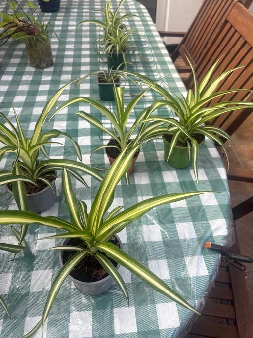  — Healthy spider plants for sale