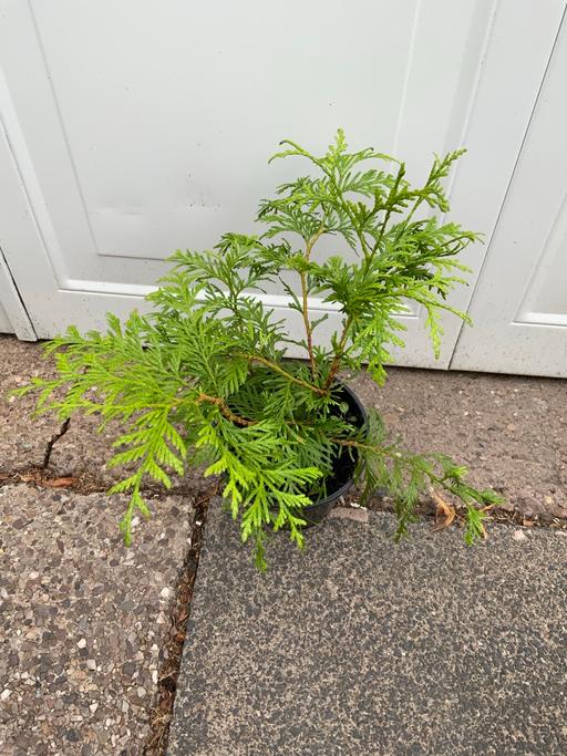 — Leyland Cypress