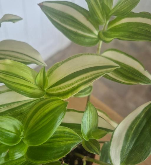  — Tradescantia Yellow Hill Trailing Indoor 9cm