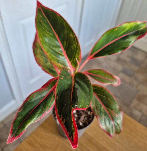  — Aglaonema 'Jungle Red' Houseplant
