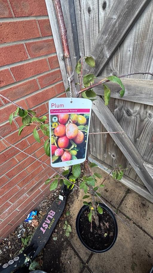  — Plum tree