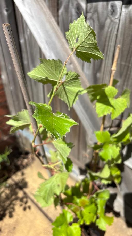  — Green and black grapes plants