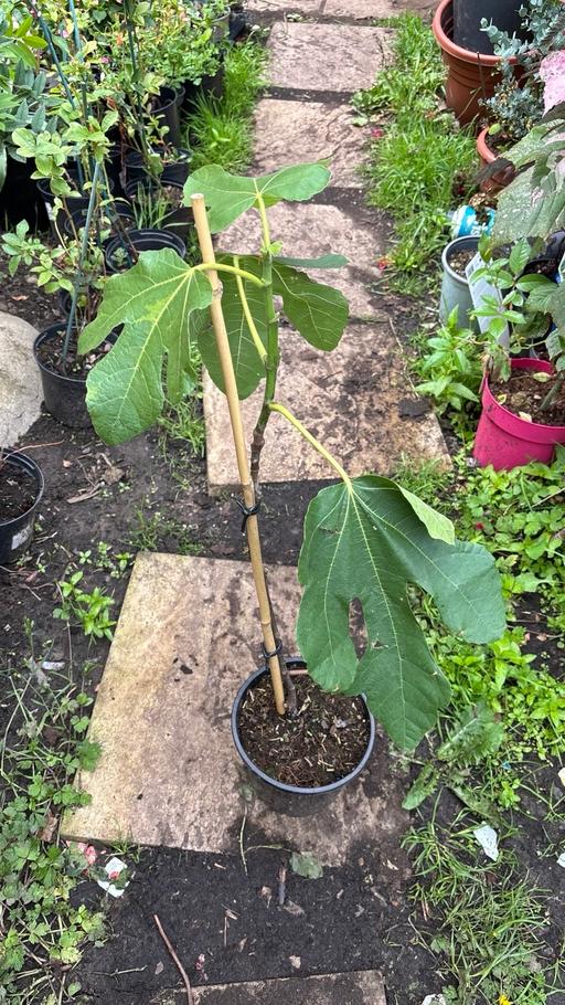  — Fig tree