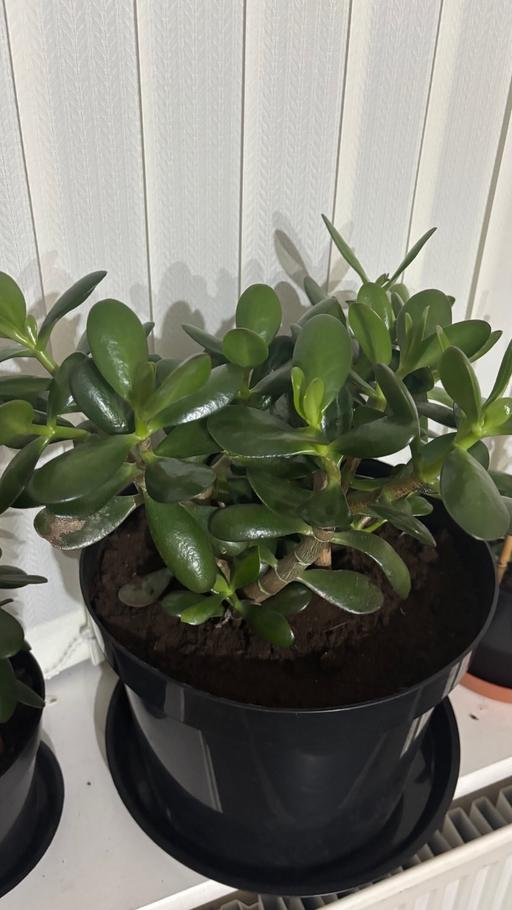  — Jade Money plant