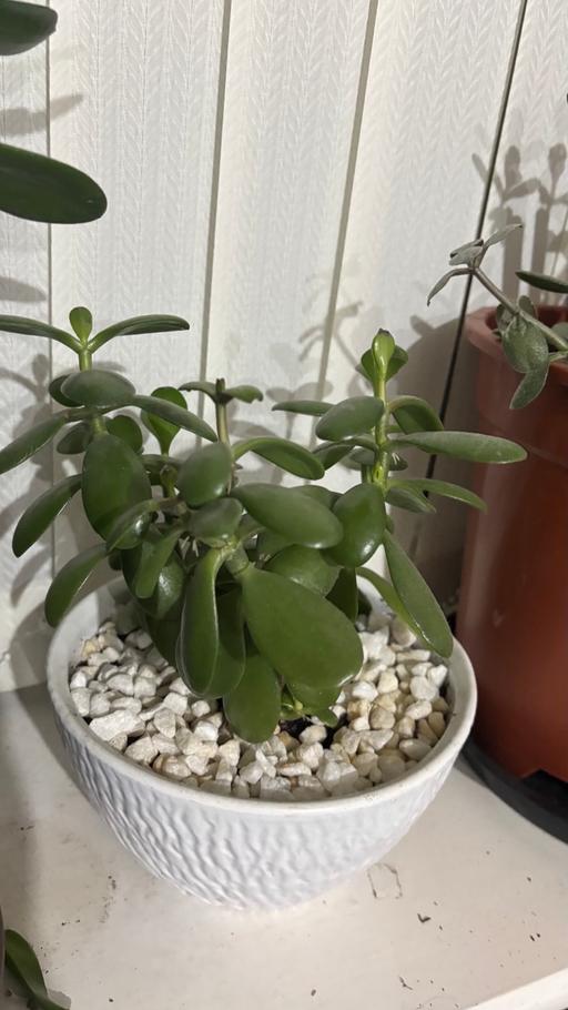  — Jade Money plant in a ceramic pot