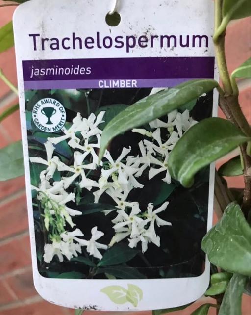  — Jasmine plant