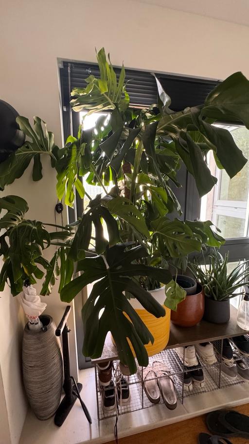  — Monstera Cheese Plant XL 60 inches tall