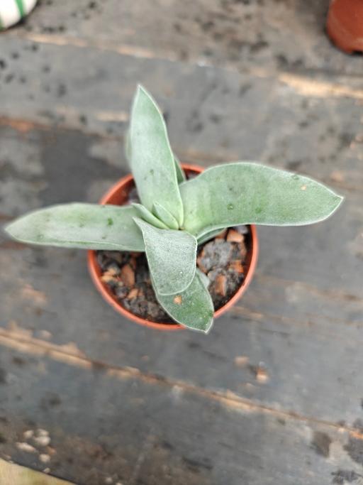  — Crassula falcata - propeller plant