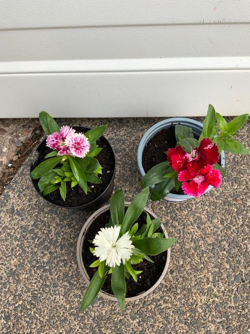  — Dianthus Sweet William