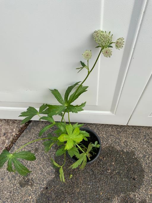  — Astrantia Major
