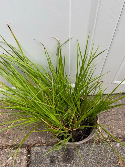  — Pond grass Acorus variegates