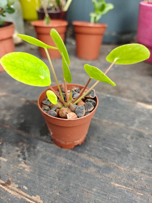 — Mini Pilea Peperomioides(Chinese Money Plant)