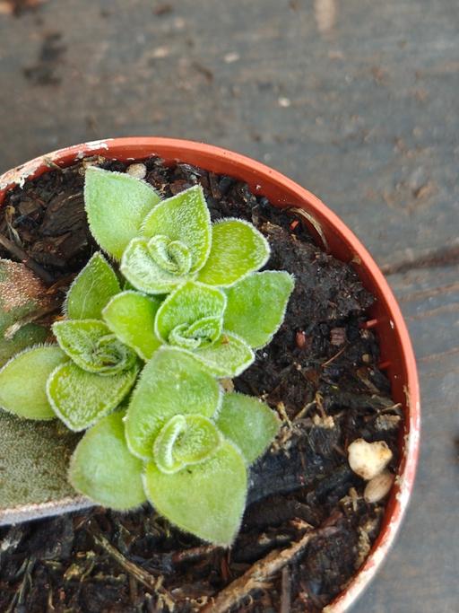  — Garnet Lotus Succulent Babies ✨