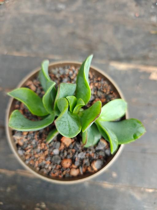  — Healthy Ripple Jade Baby Plant (Crassula)