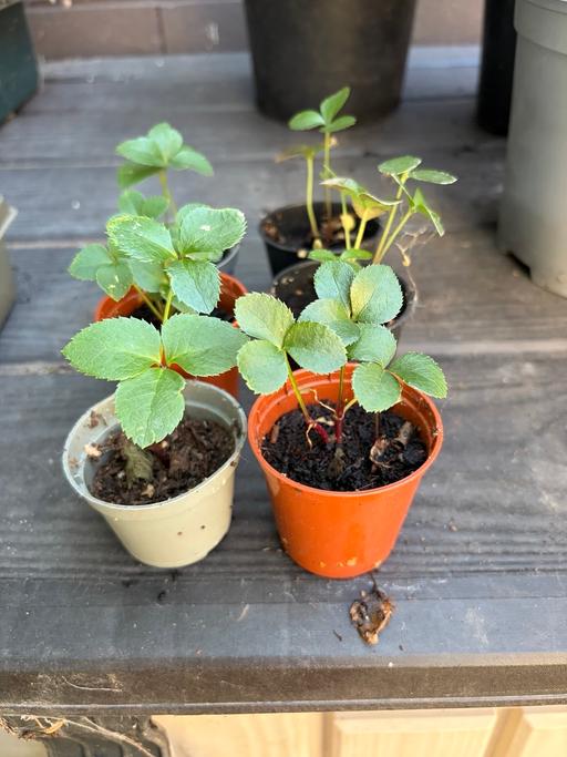  — Young Pink Hellebore Plants