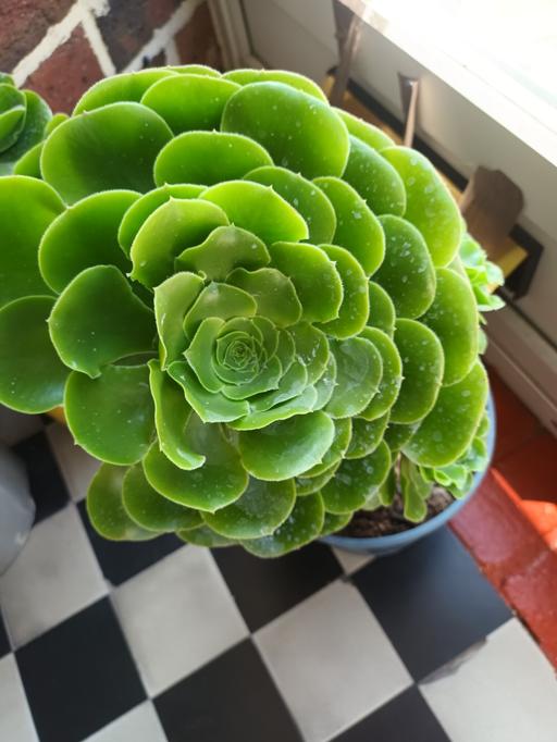  — HOUSE PLANT