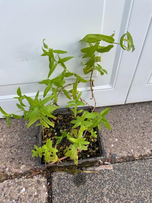  — Pond Plant Stachys Palustris
