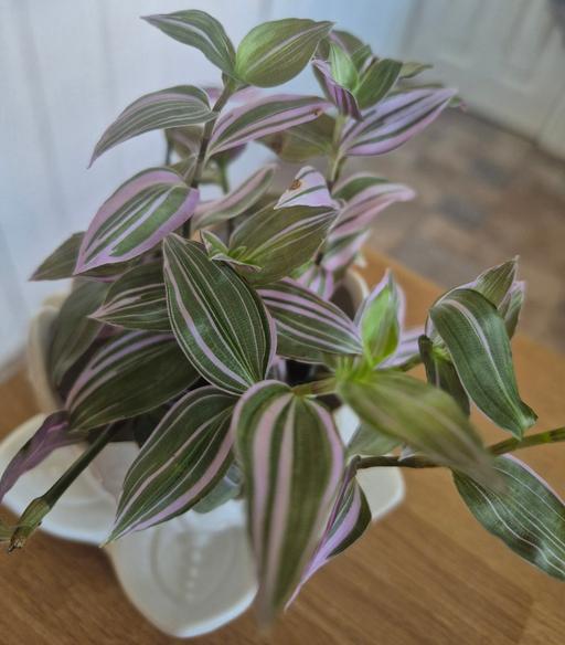  — Mini Trailing Tradescantia Pink Hill Plant