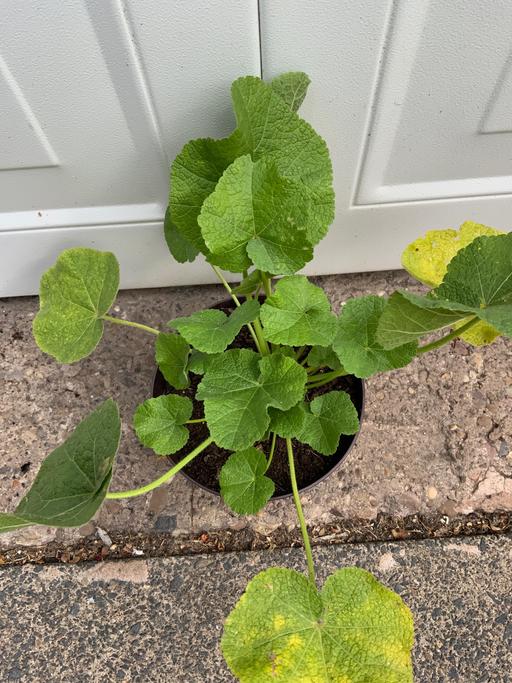  — Hollyhocks