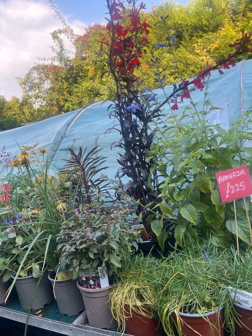  — Perennials plants