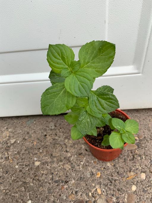  — Orange mint