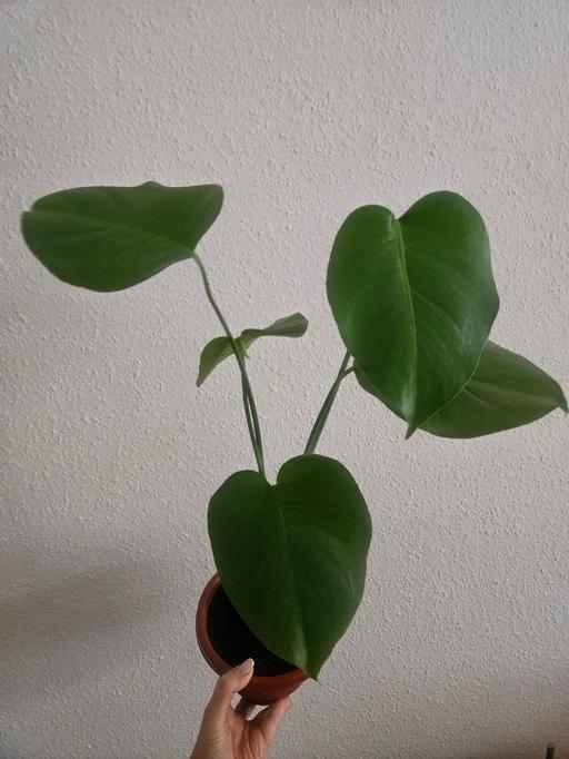  — monstera houseplant
