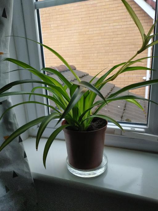  — spider plant