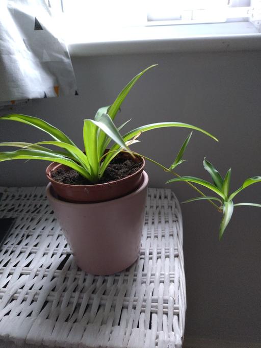  — Small spider plant pot included