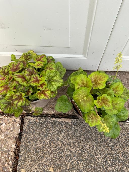  — Heuchera