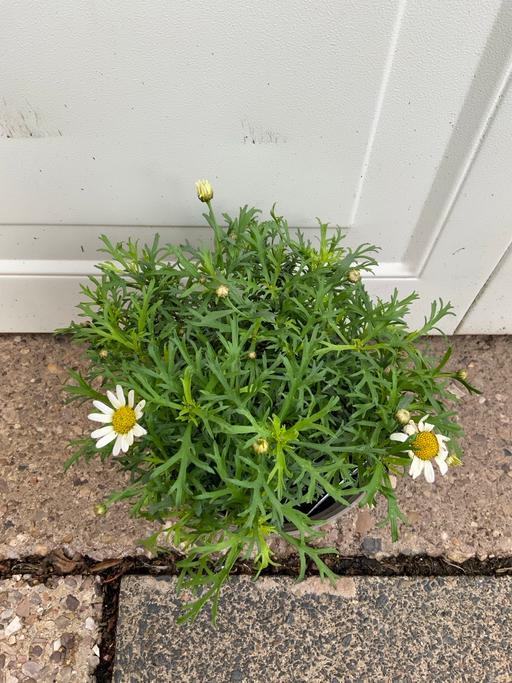  — Argyranthemum