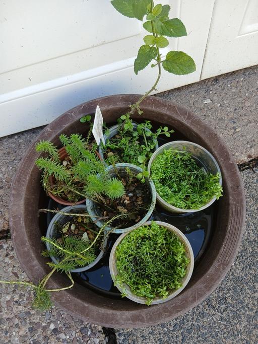  — Pond Plants Starwort