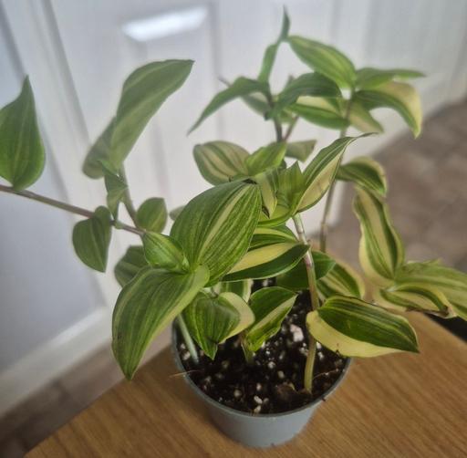  — Tradescantia Yellow Hill Trailing Houseplant