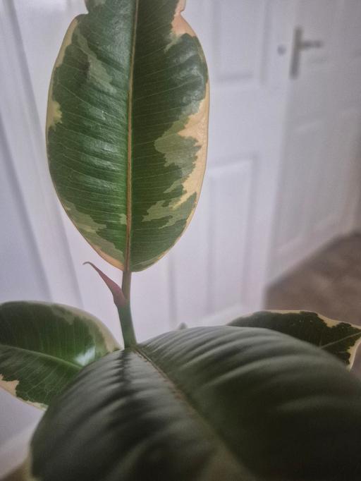  — Rubber Belize Indoor Houseplant