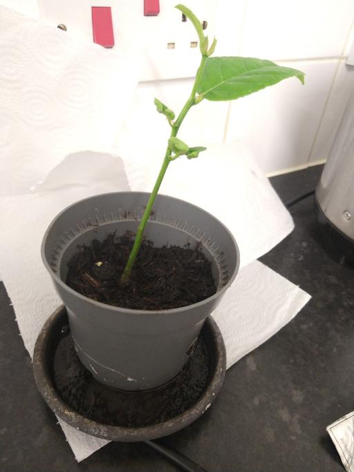  — jack fruit plant grown from seeds £30