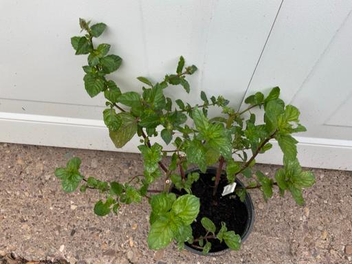  — Blackcurrant mint