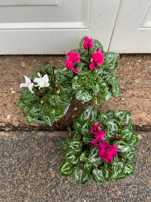  — Cyclamen