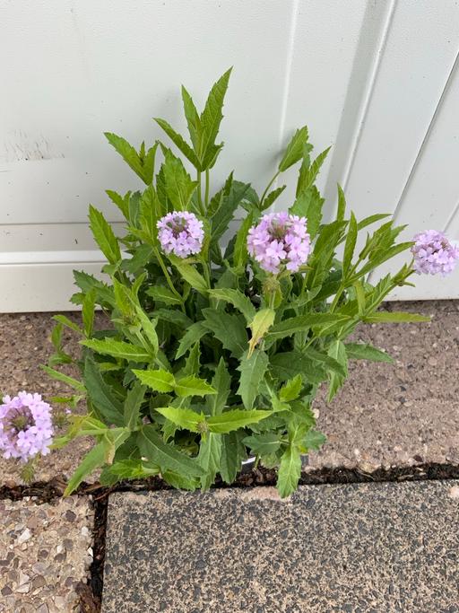  — Verbena Polaris sky blue
